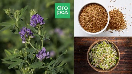 Люцерна арабская (Medicago arabica) - PictureThis